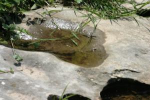 <img300*0:stuff/z/169023/Puddles%2520of%2520Water/i1279822245_19.jpg>