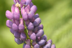 <img300*0:stuff/z/169023/Purple%2520Flower/i1307650894_1.jpg>