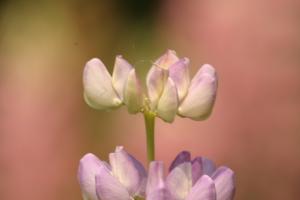 <img300*0:stuff/z/169023/Purple%2520Flower/i1307650895_10.jpg>