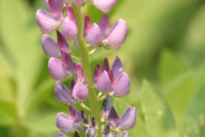 <img300*0:stuff/z/169023/Purple%2520Flower/i1307650895_11.jpg>