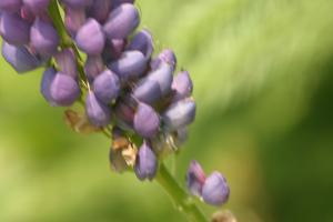 <img300*0:stuff/z/169023/Purple%2520Flower/i1307650895_12.jpg>