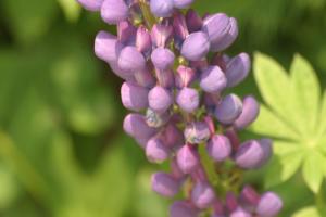 <img300*0:stuff/z/169023/Purple%2520Flower/i1307650895_13.jpg>