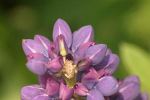 <img300*0:stuff/z/169023/Purple%2520Flower/i1307650895_14.jpg>