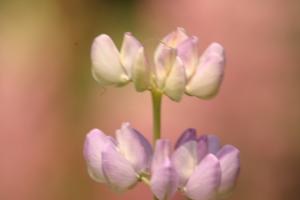 <img300*0:stuff/z/169023/Purple%2520Flower/i1307650895_15.jpg>