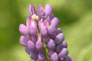 <img300*0:stuff/z/169023/Purple%2520Flower/i1307650895_2.jpg>