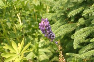 <img300*0:stuff/z/169023/Purple%2520Flower/i1307650895_3.jpg>