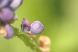 <img300*0:stuff/z/169023/Purple%2520Flower/i1307650895_4.jpg>