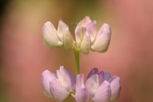 <img300*0:stuff/z/169023/Purple%2520Flower/i1307650895_5.jpg>