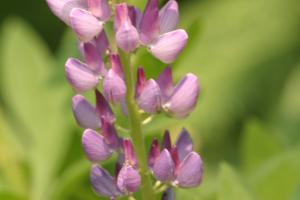 <img300*0:stuff/z/169023/Purple%2520Flower/i1307650895_6.jpg>