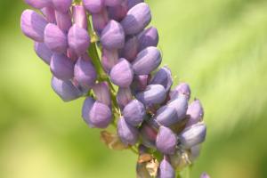 <img300*0:stuff/z/169023/Purple%2520Flower/i1307650895_7.jpg>
