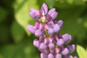 <img300*0:stuff/z/169023/Purple%2520Flower/i1307650895_8.jpg>