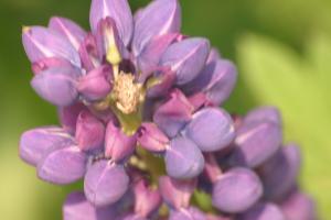 <img300*0:stuff/z/169023/Purple%2520Flower/i1307650895_9.jpg>