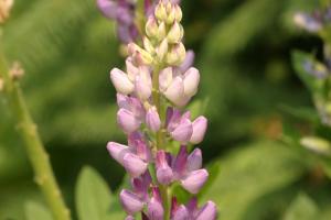 <img300*0:stuff/z/169023/Purple%2520Flower/i1307650896_16.jpg>