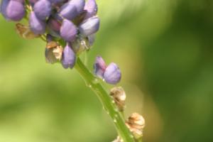 <img300*0:stuff/z/169023/Purple%2520Flower/i1307650896_17.jpg>
