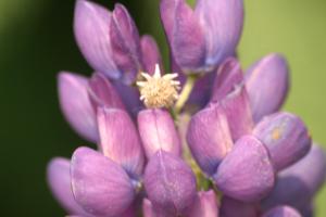 <img300*0:stuff/z/169023/Purple%2520Flower/i1307650896_18.jpg>