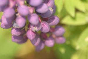 <img300*0:stuff/z/169023/Purple%2520Flower/i1307650896_19.jpg>