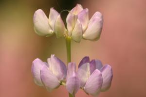 <img300*0:stuff/z/169023/Purple%2520Flower/i1307650896_20.jpg>
