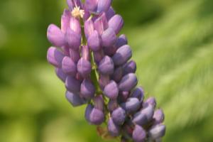 <img300*0:stuff/z/169023/Purple%2520Flower/i1307650896_21.jpg>
