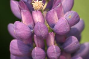 <img300*0:stuff/z/169023/Purple%2520Flower/i1307650896_22.jpg>