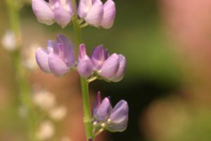 <img300*0:stuff/z/169023/Purple%2520Flower/i1307650896_23.jpg>