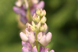 <img300*0:stuff/z/169023/Purple%2520Flower/i1307650896_24.jpg>