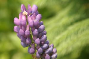 <img300*0:stuff/z/169023/Purple%2520Flower/i1307650896_25.jpg>