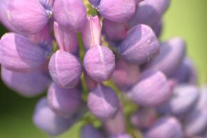 <img300*0:stuff/z/169023/Purple%2520Flower/i1307650896_26.jpg>