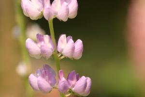 <img300*0:stuff/z/169023/Purple%2520Flower/i1307650896_27.jpg>