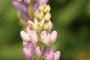 <img300*0:stuff/z/169023/Purple%2520Flower/i1307650896_28.jpg>
