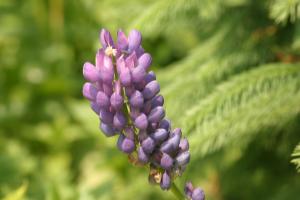<img300*0:stuff/z/169023/Purple%2520Flower/i1307650896_29.jpg>
