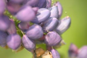 <img300*0:stuff/z/169023/Purple%2520Flower/i1307650896_30.jpg>