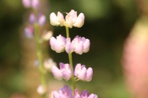 <img300*0:stuff/z/169023/Purple%2520Flower/i1307650897_31.jpg>