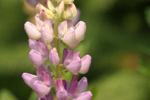 <img300*0:stuff/z/169023/Purple%2520Flower/i1307650897_32.jpg>