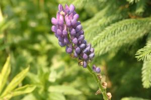<img300*0:stuff/z/169023/Purple%2520Flower/i1307650897_33.jpg>