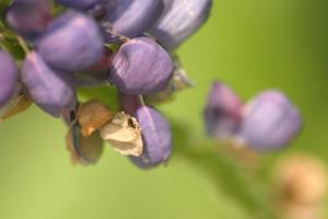 <img300*0:stuff/z/169023/Purple%2520Flower/i1307650897_34.jpg>