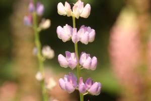 <img300*0:stuff/z/169023/Purple%2520Flower/i1307650897_35.jpg>
