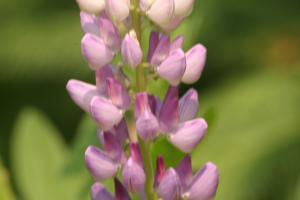 <img300*0:stuff/z/169023/Purple%2520Flower/i1307650897_36.jpg>