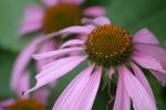 Purple Flowers