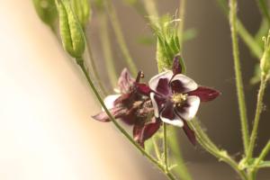 <img300*0:stuff/z/169023/Purple%2526White%2520Flowers/i1307649449_1.jpg>