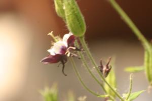 <img300*0:stuff/z/169023/Purple%2526White%2520Flowers/i1307649449_10.jpg>