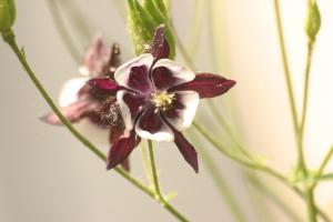 <img300*0:stuff/z/169023/Purple%2526White%2520Flowers/i1307649449_11.jpg>