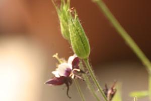 <img300*0:stuff/z/169023/Purple%2526White%2520Flowers/i1307649449_12.jpg>