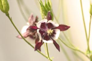<img300*0:stuff/z/169023/Purple%2526White%2520Flowers/i1307649449_13.jpg>