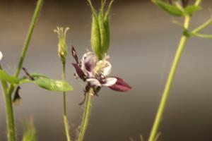 <img300*0:stuff/z/169023/Purple%2526White%2520Flowers/i1307649449_14.jpg>