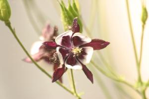 <img300*0:stuff/z/169023/Purple%2526White%2520Flowers/i1307649449_15.jpg>