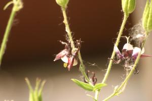 <img300*0:stuff/z/169023/Purple%2526White%2520Flowers/i1307649449_16.jpg>
