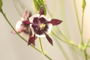 <img300*0:stuff/z/169023/Purple%2526White%2520Flowers/i1307649449_17.jpg>
