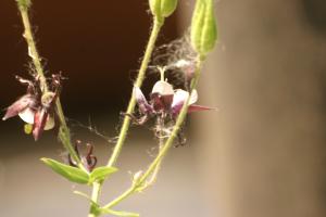 <img300*0:stuff/z/169023/Purple%2526White%2520Flowers/i1307649449_18.jpg>