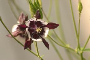 <img300*0:stuff/z/169023/Purple%2526White%2520Flowers/i1307649449_19.jpg>