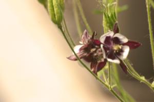 <img300*0:stuff/z/169023/Purple%2526White%2520Flowers/i1307649449_2.jpg>